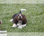 Small Photo #12 Basset Hound Puppy For Sale in MEMPHIS, MO, USA