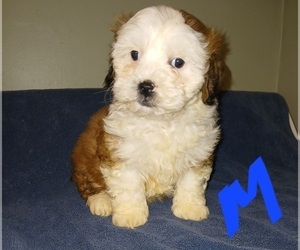 Mal-Shi Puppy for Sale in SALEM, Massachusetts USA