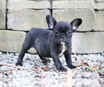 Small #9 French Bulldog
