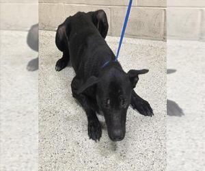 Labrador Retriever-Unknown Mix Dogs for adoption in Conroe, TX, USA