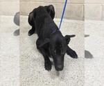 Small Labrador Retriever Mix