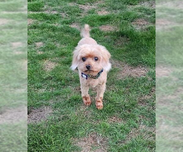 Medium Photo #3 Mutt Puppy For Sale in Seattle, WA, USA
