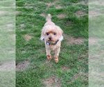 Small #2 Mutt