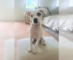Small #1 Boxer Mix