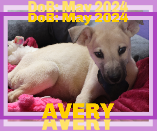 Medium Photo #13 Labrador Retriever-Unknown Mix Puppy For Sale in Sebec, ME, USA