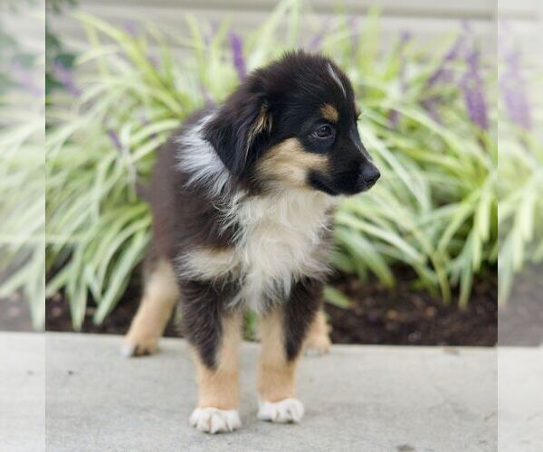 Medium Photo #4 Miniature Australian Shepherd Puppy For Sale in NEW PROVIDENCE, PA, USA