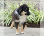 Small #3 Miniature Australian Shepherd
