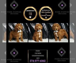 Goldendoodle (Miniature) Puppy for sale in WARSAW, IN, USA
