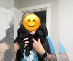Puppy Lars Poodle (Standard)