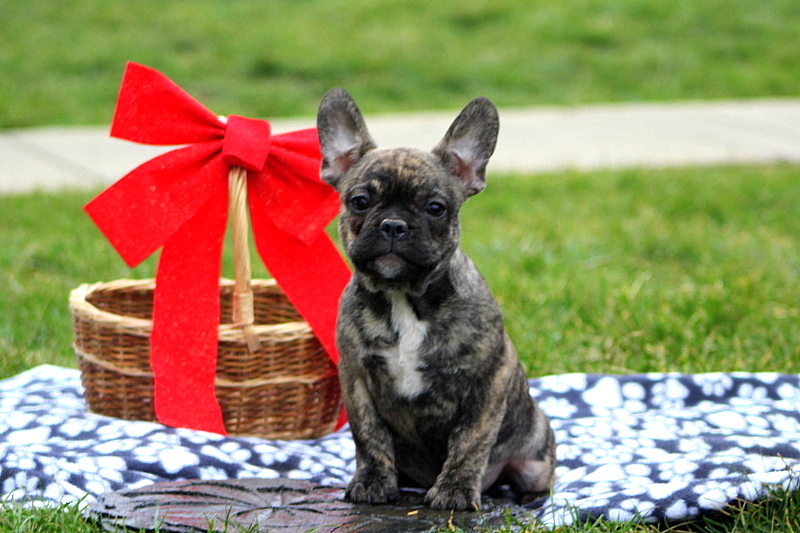 Medium Photo #1 French Bulldog Puppy For Sale in FERTILITY, PA, USA