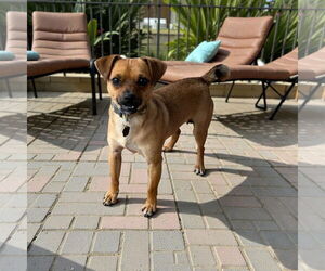 Beagle Dogs for adoption in Menifee, CA, USA