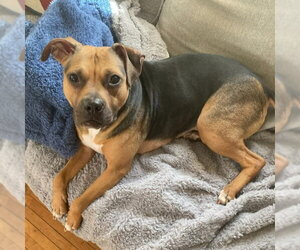 Plum - Female Beagle-Unknown Mix Dog for Adoption - Photo #28