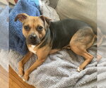 Small #27 Beagle Mix