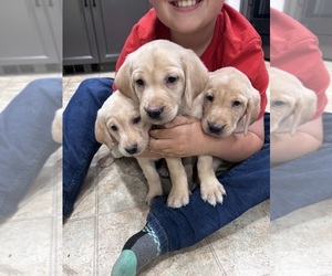 Labrador Retriever Puppy for sale in RIDGEFIELD, WA, USA