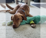 Small #1 Labrador Retriever Mix