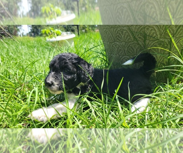 Medium Photo #9 Aussiedoodle Puppy For Sale in CONWAY, SC, USA
