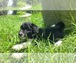 Small #8 Aussiedoodle
