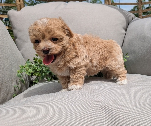Medium Photo #4 Maltipoo Puppy For Sale in GOSHEN, IN, USA