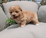 Small #3 Maltipoo