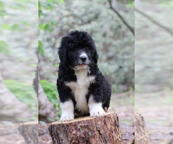 Medium Photo #3 Bernedoodle Puppy For Sale in LAKE LURE, NC, USA