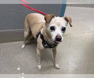 Mutt Dogs for adoption in Las Vegas, NV, USA