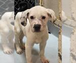 Small American Pit Bull Terrier Mix