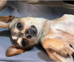 Small #4 Chihuahua