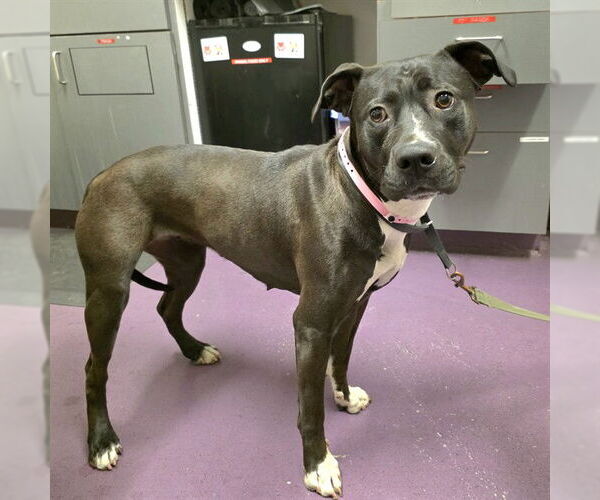 Medium Photo #1 American Pit Bull Terrier Puppy For Sale in Long Beach, CA, USA