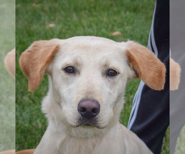 Medium Photo #1 Mutt Puppy For Sale in Huntley, IL, USA