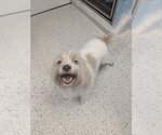 Small #2 Mutt