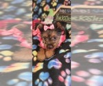 Small Photo #1 Yorkshire Terrier Puppy For Sale in AKRON, OH, USA