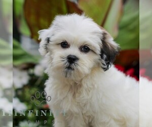 Zuchon Puppy for sale in GORDONVILLE, PA, USA