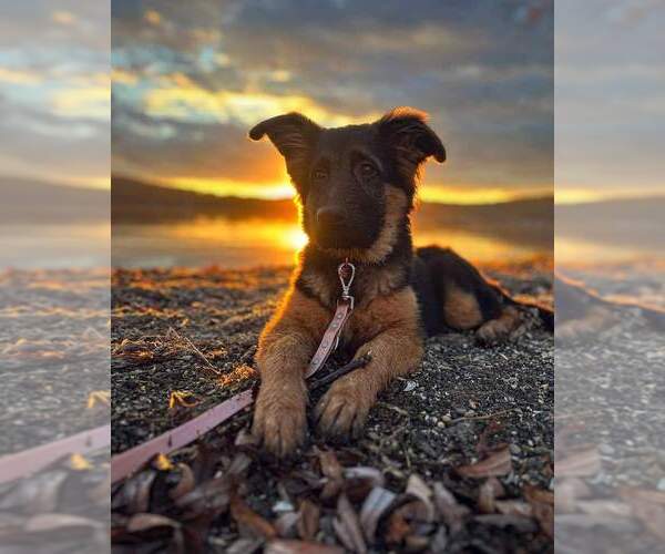 Medium Photo #54 German Shepherd Dog Puppy For Sale in LA FAYETTE, NY, USA