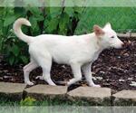 Small #2 white german shepherd Mix