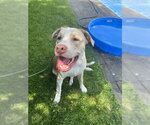 Small #1 American Pit Bull Terrier Mix