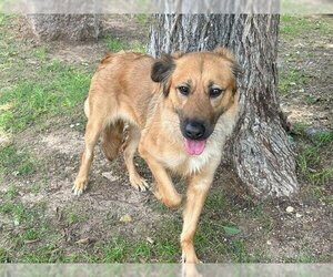 German Shepherd Dog-Unknown Mix Dogs for adoption in Waco, TX, USA