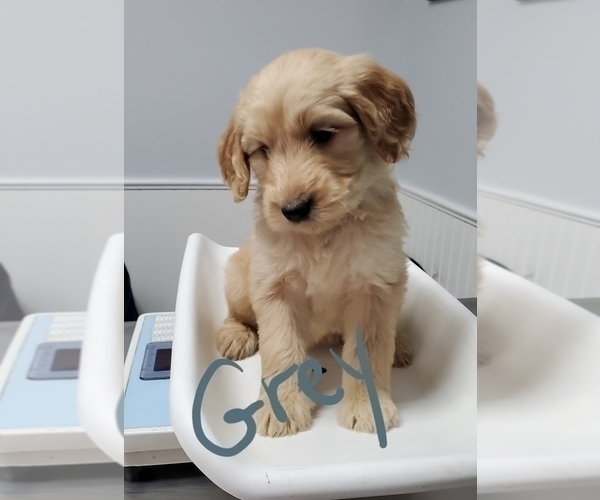 Full screen Photo #2 Goldendoodle Puppy For Sale in PRAIRIEVILLE, LA, USA
