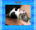 Small Photo #61 Pembroke Welsh Corgi Puppy For Sale in LOGAN, NM, USA