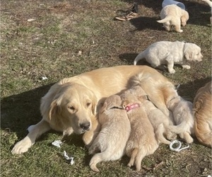 Mother of the Golden Retriever puppies born on 10/16/2021