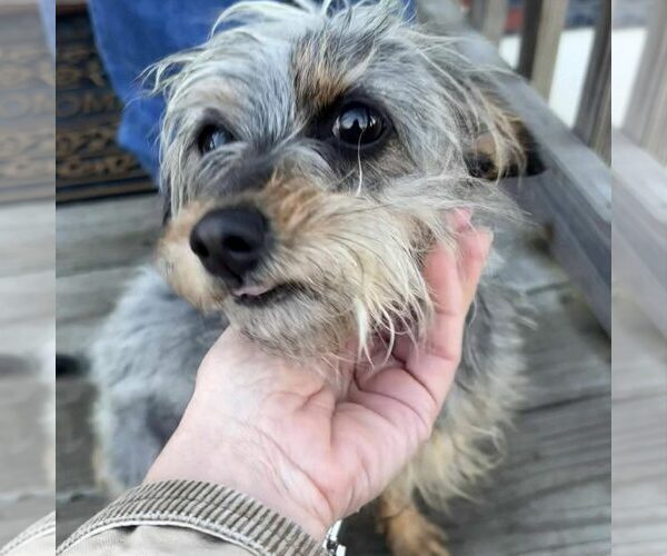 Medium Photo #1 Mutt Puppy For Sale in Spring Lake, NC, USA