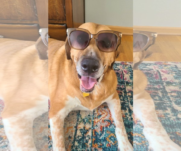 Medium Photo #3 Labrador Retriever-Unknown Mix Puppy For Sale in Rockaway, NJ, USA