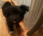 Small Photo #4 Pomeranian-Zuchon Mix Puppy For Sale in SAMMAMISH, WA, USA