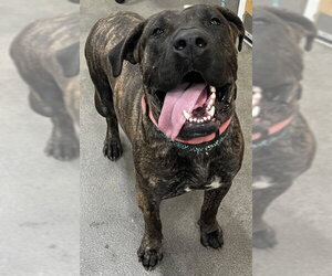 Presa Canario Dogs for adoption in Forestville, MD, USA