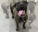 Small Presa Canario