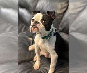 Bulldog-Unknown Mix Dogs for adoption in Spring Lake, NJ, USA