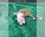 Small #6 Boston Terrier
