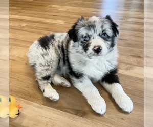 Australian Shepherd Puppy for Sale in BERESFORD, South Dakota USA