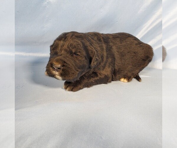 Medium Photo #61 Golden Mountain Dog Puppy For Sale in BLACK FOREST, CO, USA