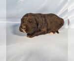 Small Photo #61 Golden Mountain Dog Puppy For Sale in BLACK FOREST, CO, USA