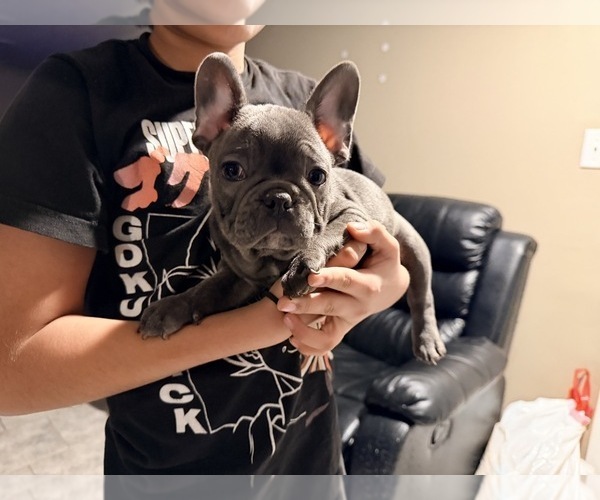 Medium Photo #4 French Bulldog Puppy For Sale in MIDLOTHIAN, IL, USA